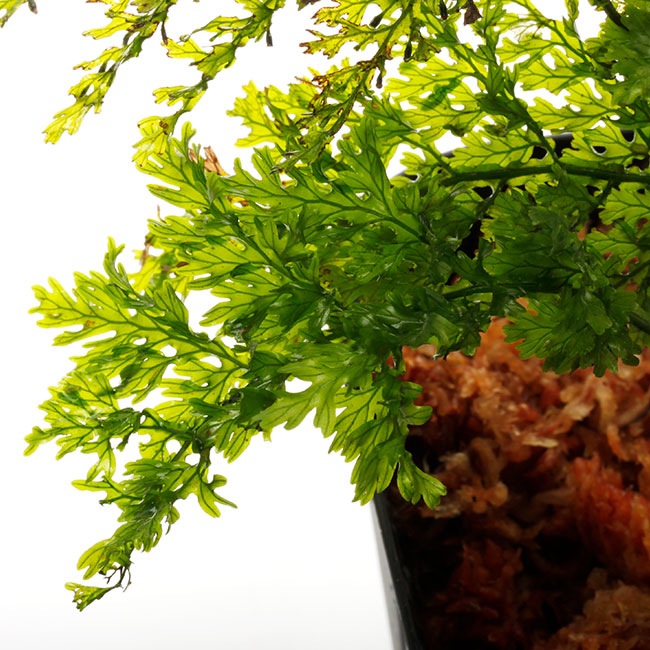 Crepidomanes sp. "Zaruma, Ecuador "��[ ����ԥɥޥͥ� sp. ]���� PN200808-13 ��