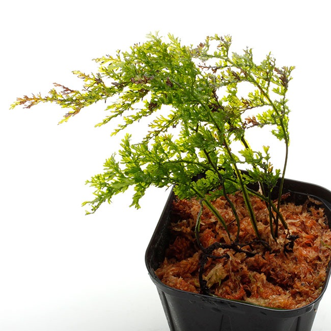 Crepidomanes sp. "Zaruma, Ecuador "��[ ����ԥɥޥͥ� sp. ]���� PN200808-13 ��