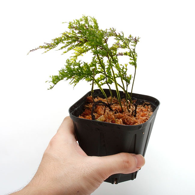 Crepidomanes sp. "Zaruma, Ecuador "��[ ����ԥɥޥͥ� sp. ]���� PN200808-13 ��