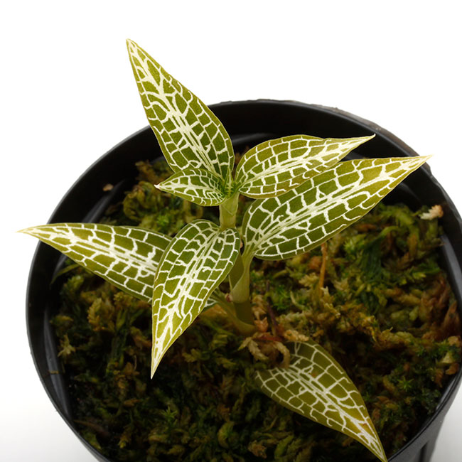 ジュエルオーキッド,goodyera黄金斑 Goodyera reticulata / ジュエルオーキッド/ TheGAKI / グッディエラ