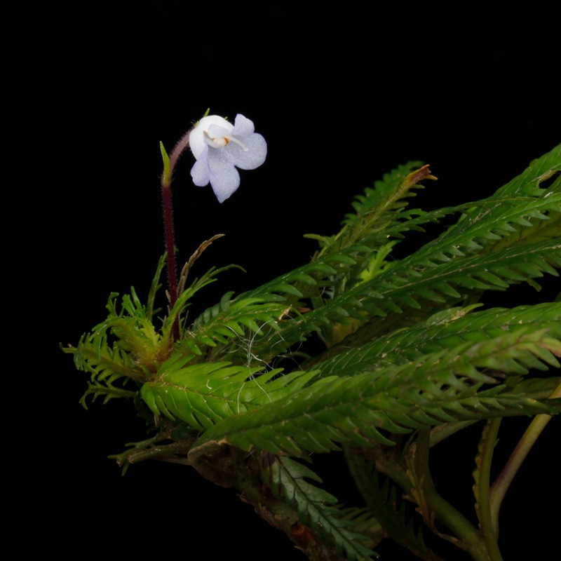 Codonoboea dentata [ ɥΥܥǥ󥿡 ] PN251020-06 