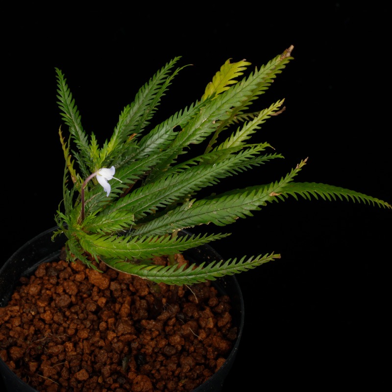 Codonoboea dentata [ ɥΥܥǥ󥿡 ] PN251020-06 