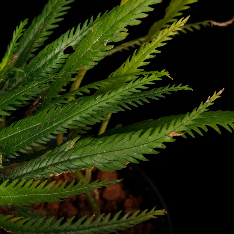 Codonoboea dentata [ ɥΥܥǥ󥿡 ] PN251020-06 