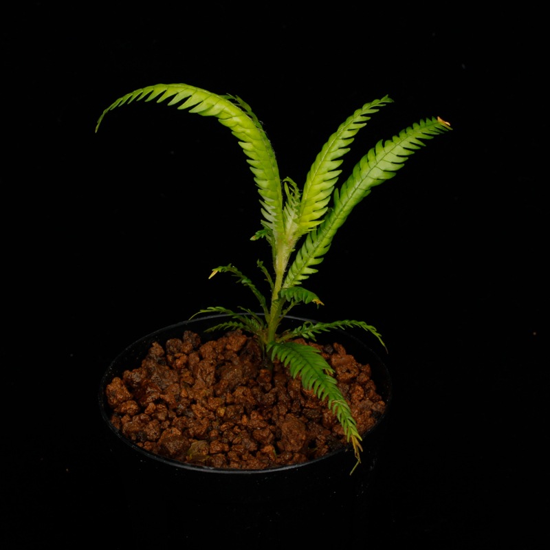 Codonoboea dentata [ ɥΥܥǥ󥿡 ] PN251020-06 
