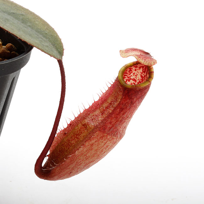 Nepenthes peltata（BE-3464）【食虫植物・ウツボカズラ】 Nepenthes peltata [ ネペンテス・ペルタタ ] 【 Borneo Exotics / BE