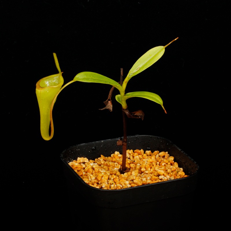 Nepenthes inermis / Gunung Gadut��[ �ͥڥ�ƥ������ͥ�ߥ� ]���� PN250722-02 ��