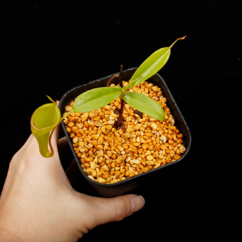 Nepenthes inermis / Gunung Gadut��[ �ͥڥ�ƥ������ͥ�ߥ� ]���� PN250722-02 ��