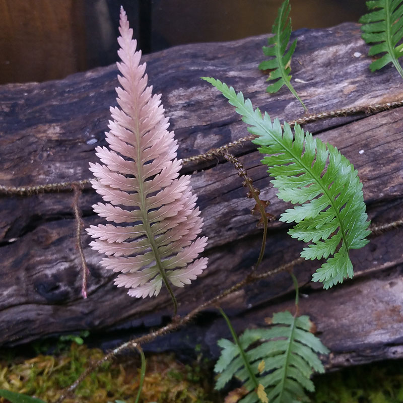 Davallia sessilifolia ' Irian Jaya, Papua ' [ Хꥢåեꥢ ꥢ󥸥仺] PN251020-07 