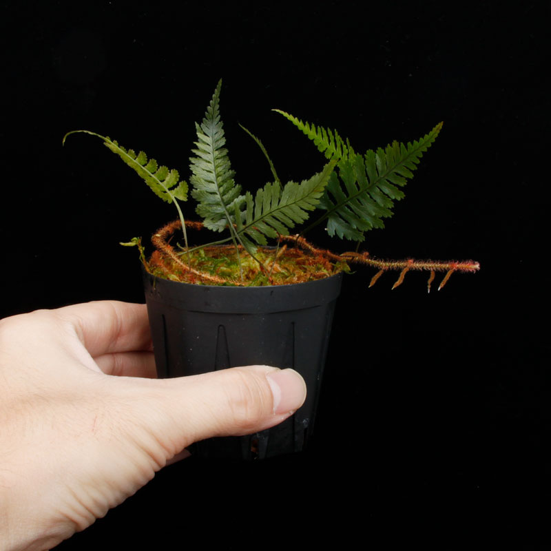 Davallia sessilifolia ' Irian Jaya, Papua ' ��[ ���Хꥢ�����å���ե��ꥢ �����ꥢ�󥸥�仺]���� PN251110-08 ��