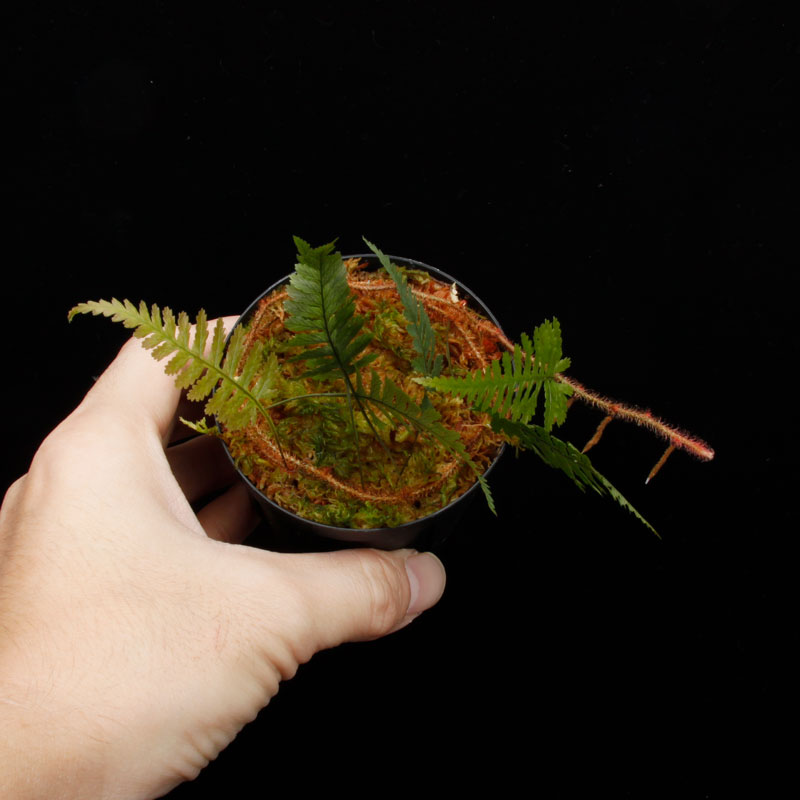 Davallia sessilifolia ' Irian Jaya, Papua ' ��[ ���Хꥢ�����å���ե��ꥢ �����ꥢ�󥸥�仺]���� PN251110-08 ��