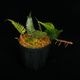 Davallia sessilifolia ' Irian Jaya, Papua ' ��[ ���Хꥢ�����å���ե��ꥢ �����ꥢ�󥸥�仺]���� PN251110-08 ��