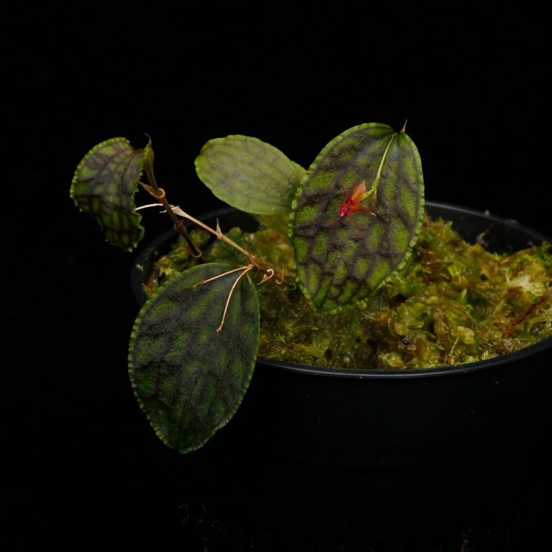 Lepanthes tentaculata[ ѥƥƥ󥿥顼 ] PN251023-01 