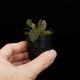 Lepanthes tentaculata[ ѥƥƥ󥿥顼 ] PN251023-01 