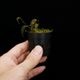 Lepanthes tentaculata[ ѥƥƥ󥿥顼 ] PN251023-01 
