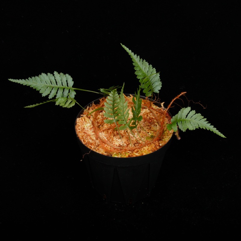 Davallia sessilifolia ' Irian Jaya, Papua ' ��[ ���Хꥢ�����å���ե��ꥢ �����ꥢ�󥸥�仺]���� PN260821-08 ��
