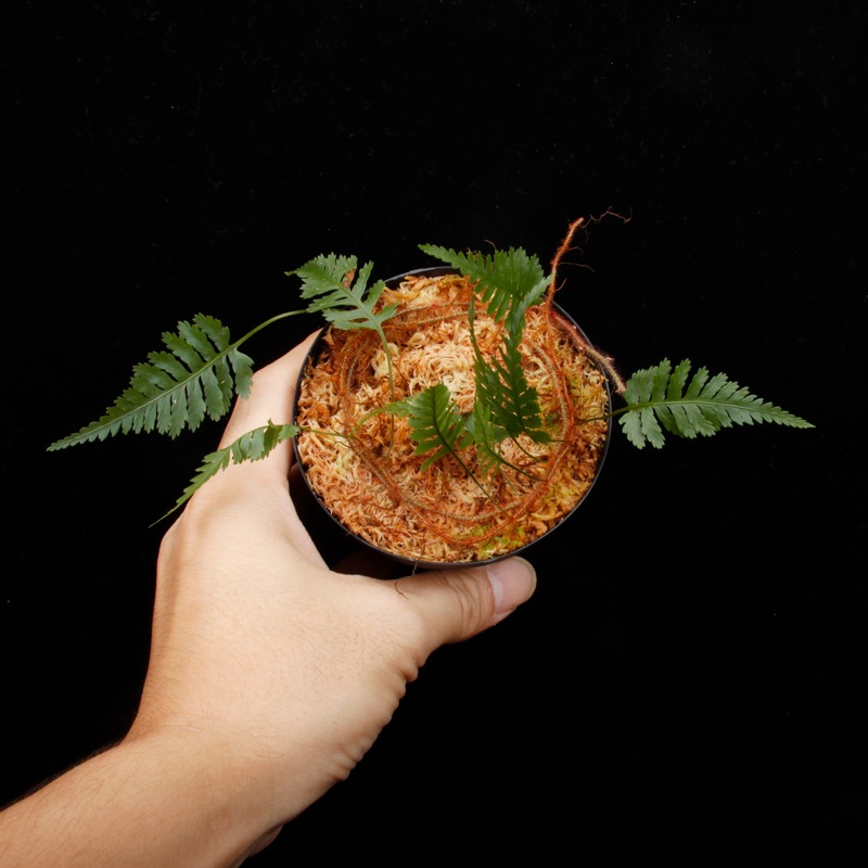 Davallia sessilifolia ' Irian Jaya, Papua ' ��[ ���Хꥢ�����å���ե��ꥢ �����ꥢ�󥸥�仺]���� PN260821-08 ��