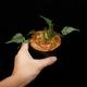 Davallia sessilifolia ' Irian Jaya, Papua ' ��[ ���Хꥢ�����å���ե��ꥢ �����ꥢ�󥸥�仺]���� PN260821-08 ��
