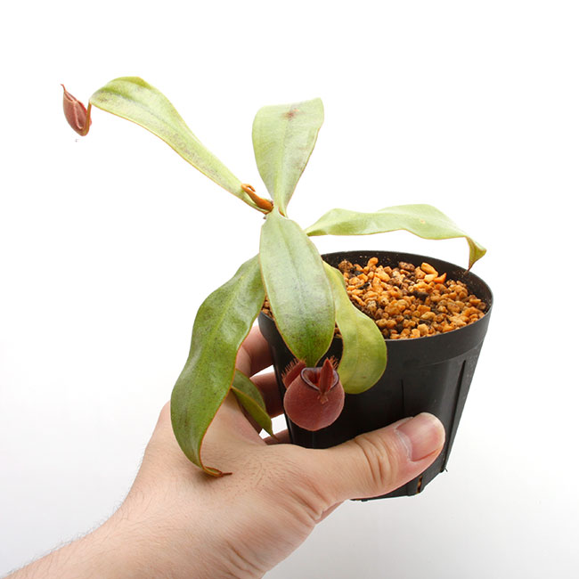 Nepenthes ampullaria " BLACK "[ ͥڥƥץꥢ "֥å" ] PN210501-03 
