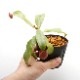 Nepenthes ampullaria " BLACK "[ ͥڥƥץꥢ "֥å" ] PN210501-03 