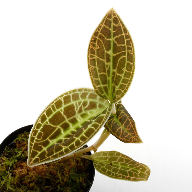 Macodes sanderiana 