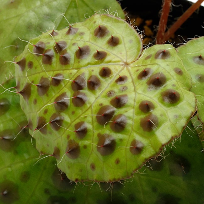 Begonia melanobullata [ ベゴニア・メラノブラータ