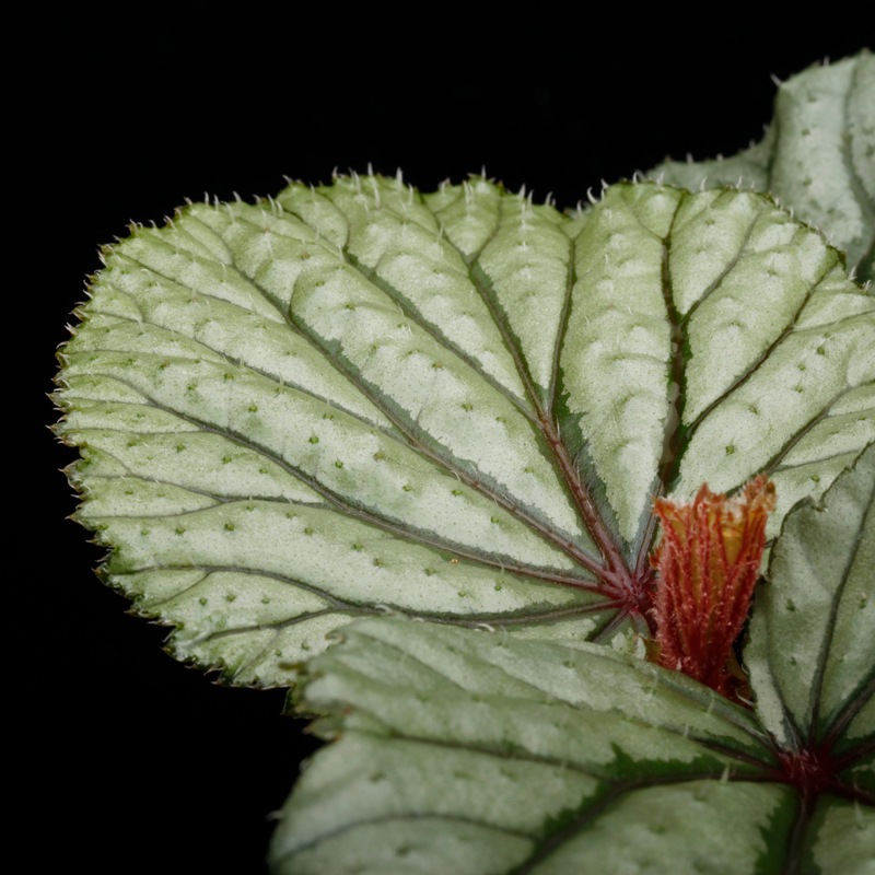 Begonia sp. Sekadau [ �٥��˥� sp. �������� ]��1�ݥå�
