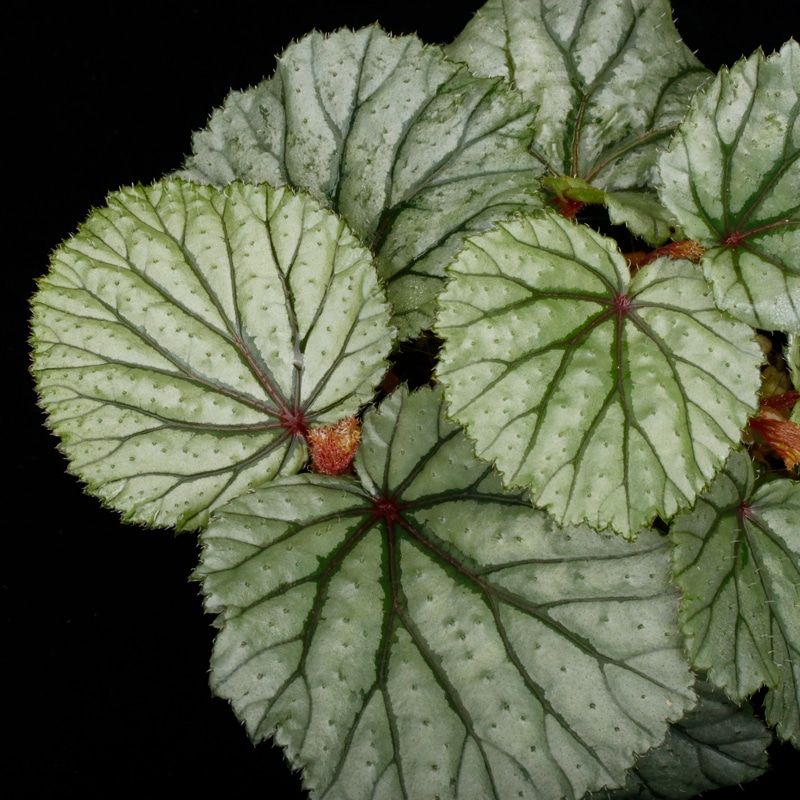 Begonia sp. Sekadau [ �٥��˥� sp. �������� ]��1�ݥå�