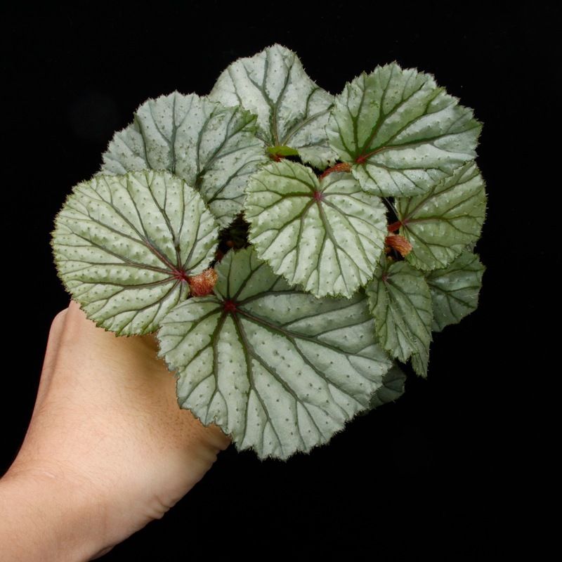 Begonia sp. Sekadau [ �٥��˥� sp. �������� ]��1�ݥå�