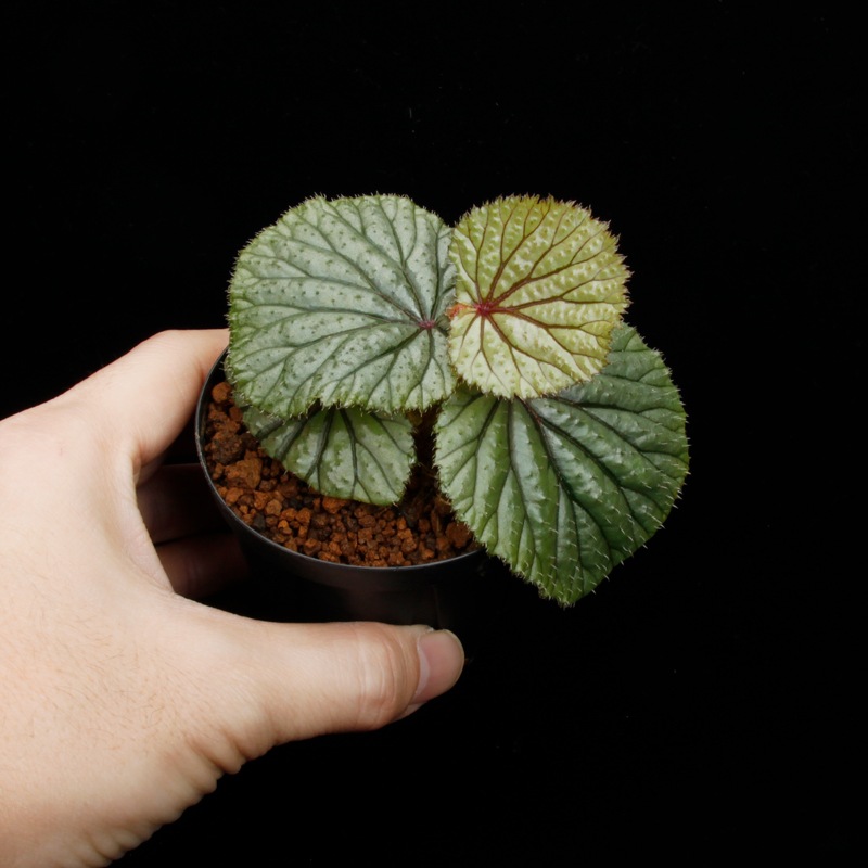 Begonia sp. Sekadau [ �٥��˥� sp. �������� ]��1�ݥå�