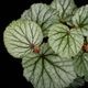 Begonia sp. Sekadau [ �٥��˥� sp. �������� ]��1�ݥå�