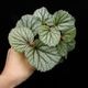 Begonia sp. Sekadau [ �٥��˥� sp. �������� ]��1�ݥå�