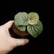Begonia sp. Sekadau [ �٥��˥� sp. �������� ]��1�ݥå�