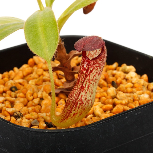 Nepenthes klossii [ ネペンテス・クロッシー ] 【 Borneo Exotics