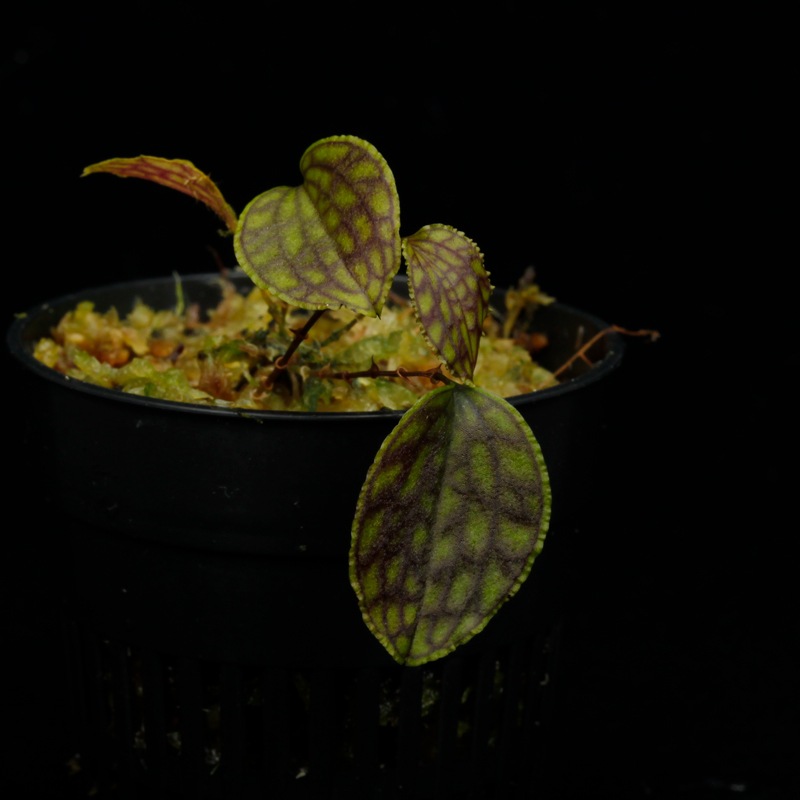 Lepanthes tentaculata[ ѥƥƥ󥿥顼 ] PN251023-02 