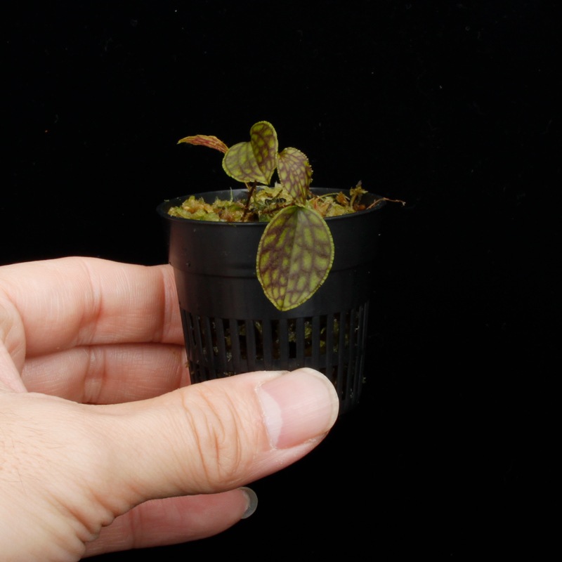 Lepanthes tentaculata[ ѥƥƥ󥿥顼 ] PN251023-02 