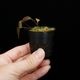 Lepanthes tentaculata[ ѥƥƥ󥿥顼 ] PN251023-02 