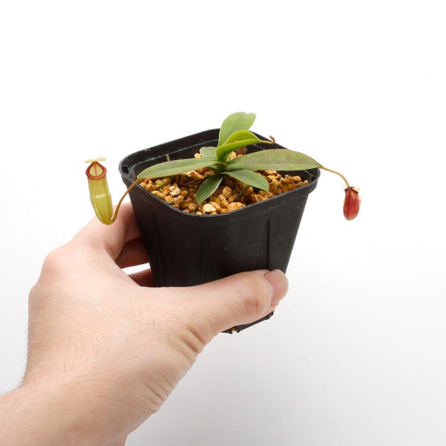 Nepenthes sibuyanensis x hamata��[ �ͥڥ�ƥ������֥�󥨥󥷥��ߥϥޥ� ]���� Borneo Exotics / BE-3562 �ۡ� PN200205-32 ��