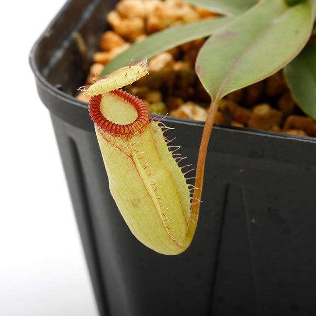 Nepenthes sibuyanensis x hamata��[ �ͥڥ�ƥ������֥�󥨥󥷥��ߥϥޥ� ]���� Borneo Exotics / BE-3562 �ۡ� PN200205-32 ��