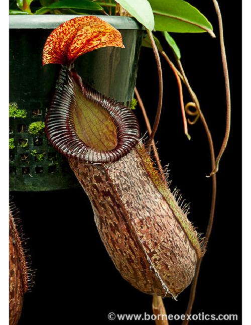 Nepenthes sibuyanensis x hamata��[ �ͥڥ�ƥ������֥�󥨥󥷥��ߥϥޥ� ]���� Borneo Exotics / BE-3562 �ۡ� PN200205-32 ��