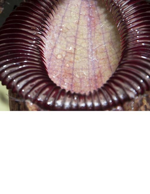 Nepenthes sibuyanensis x hamata��[ �ͥڥ�ƥ������֥�󥨥󥷥��ߥϥޥ� ]���� Borneo Exotics / BE-3562 �ۡ� PN200205-32 ��
