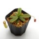 Nepenthes sibuyanensis x hamata��[ �ͥڥ�ƥ������֥�󥨥󥷥��ߥϥޥ� ]���� Borneo Exotics / BE-3562 �ۡ� PN200205-32 ��