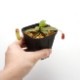 Nepenthes sibuyanensis x hamata��[ �ͥڥ�ƥ������֥�󥨥󥷥��ߥϥޥ� ]���� Borneo Exotics / BE-3562 �ۡ� PN200205-32 ��