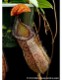 Nepenthes sibuyanensis x hamata��[ �ͥڥ�ƥ������֥�󥨥󥷥��ߥϥޥ� ]���� Borneo Exotics / BE-3562 �ۡ� PN200205-32 ��