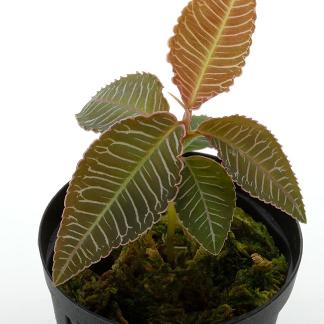 Ardisia sp. 