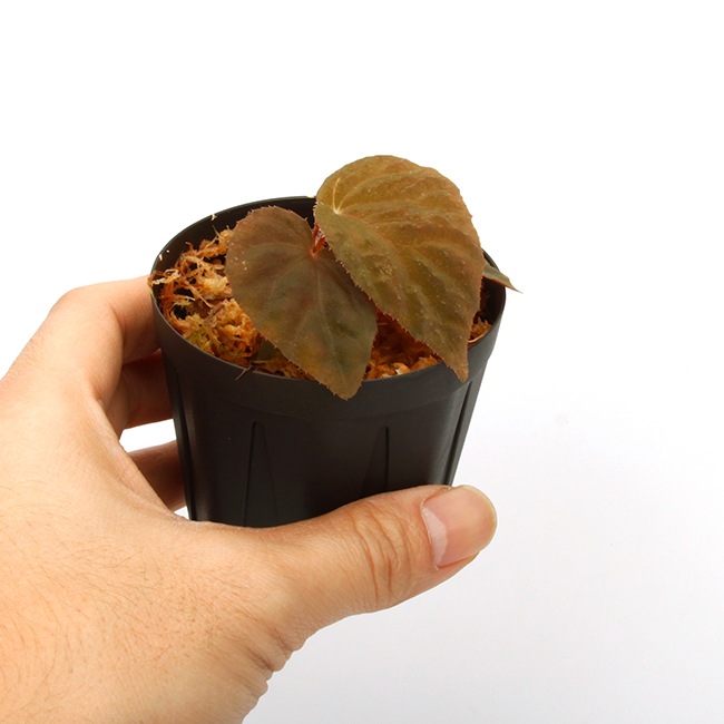 Begonia cv.  ' ZERONIA [ XY-004 / B. pavonina x B. baik ] ' 1�ݥåȡ� �� ZERO PLANTS�ȼ��Υ٥��˥������ʼ� ��