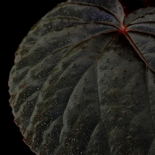 Begonia cv.  ' ZERONIA [ XY-004 / B. pavonina x B. baik ] ' 1�ݥåȡ� �� ZERO PLANTS�ȼ��Υ٥��˥������ʼ� ��