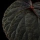 Begonia cv.  ' ZERONIA [ XY-004 / B. pavonina x B. baik ] ' 1�ݥåȡ� �� ZERO PLANTS�ȼ��Υ٥��˥������ʼ� ��