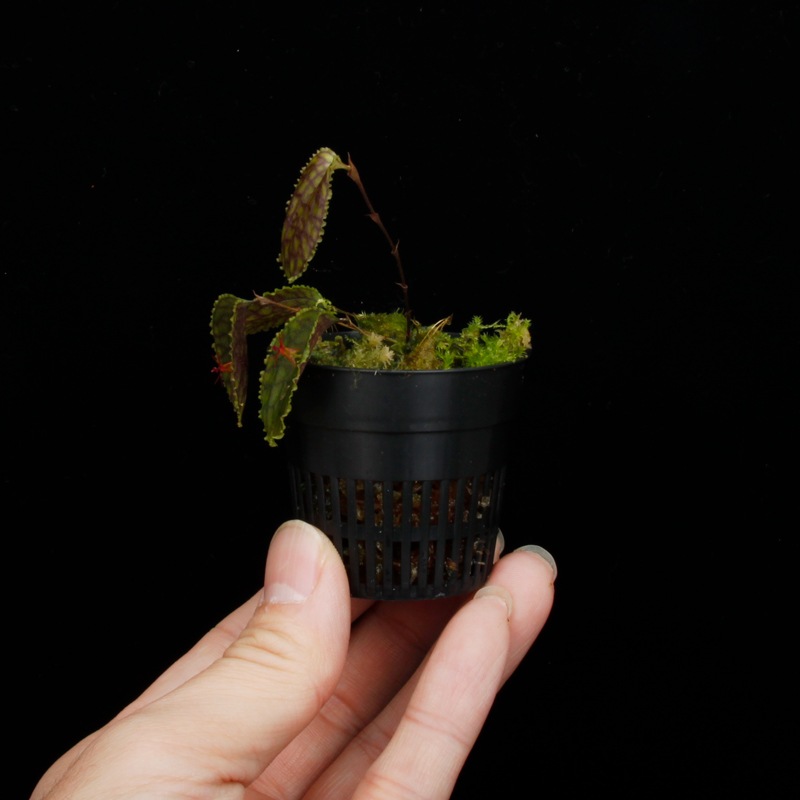 Lepanthes tentaculata[ ѥƥƥ󥿥顼 ] PN251023-03 