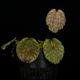 Lepanthes tentaculata[ ѥƥƥ󥿥顼 ] PN251023-03 
