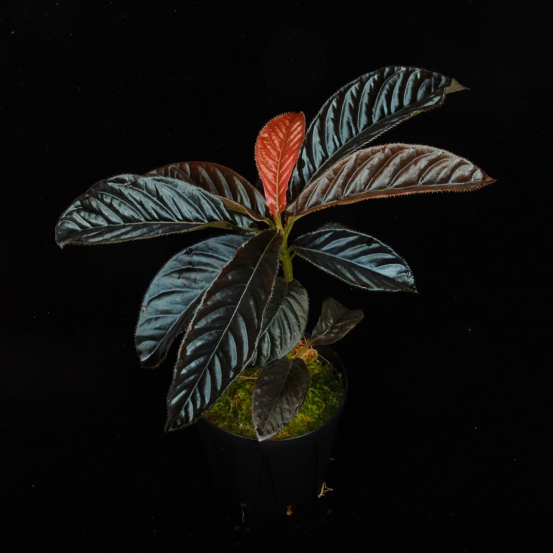 Labisia sp. 
